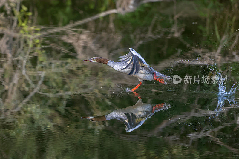 雌性野鹅(Mergus merganser)